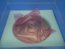 0010-21844 Packaging on a New G Type Magnet